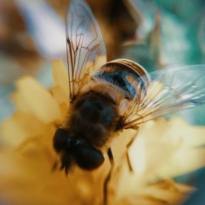 Meet your Posher, Bohemian